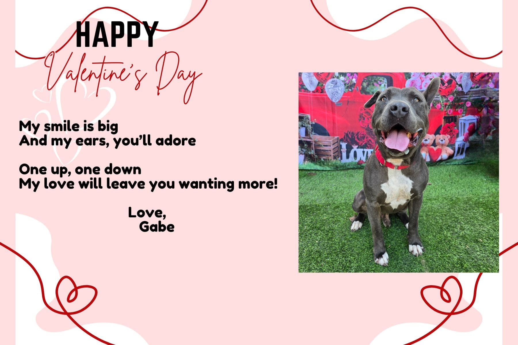 Valentine's Day card showing a gray and white dog.