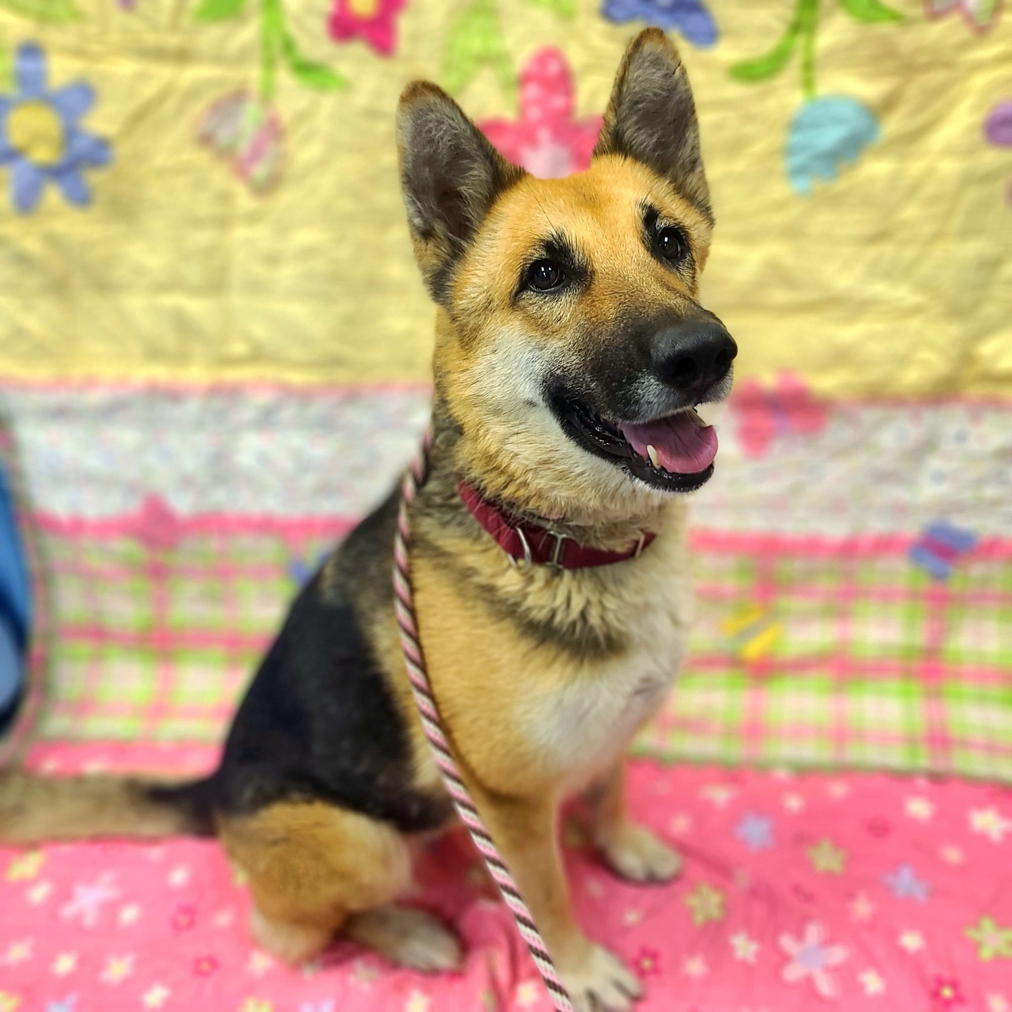 A really sweet black and beige dog.