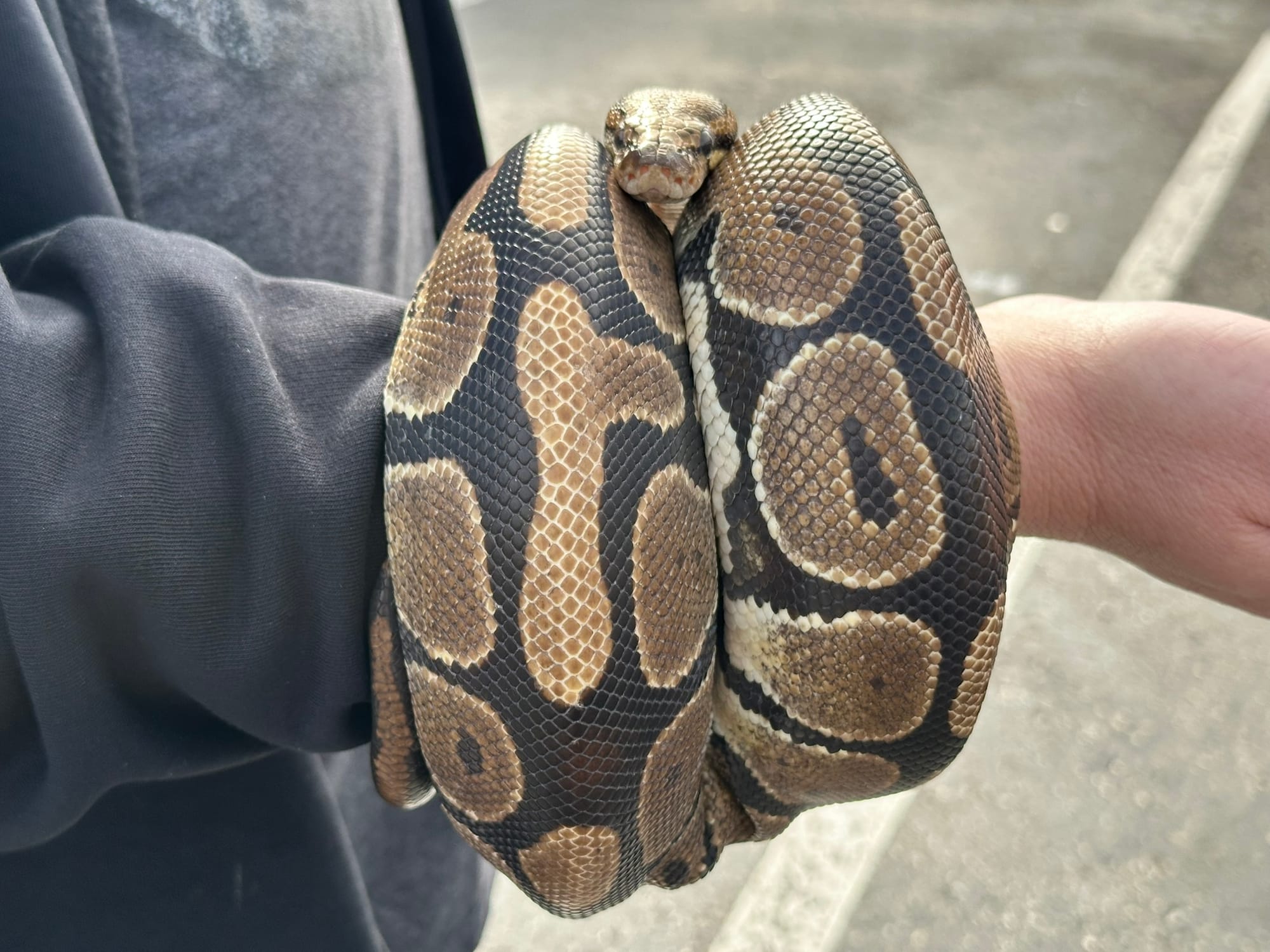 A spotted black and gold snake is coiled around a person's wrist.