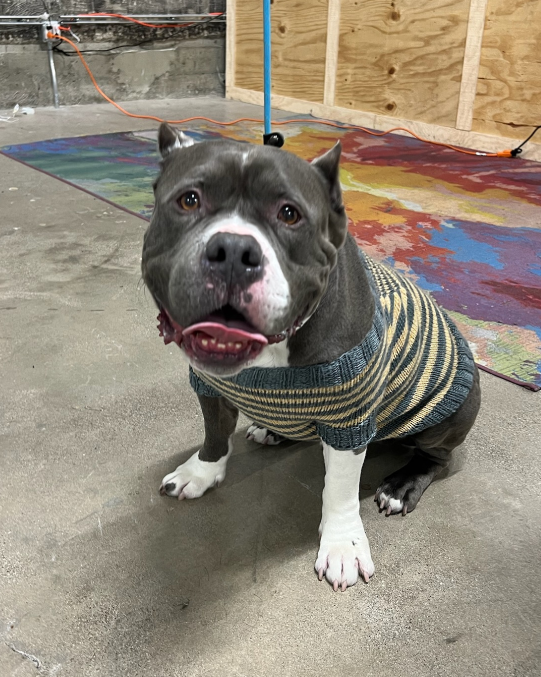 An adorable gray dog wearing a colorful sweater and sitting on the floor.