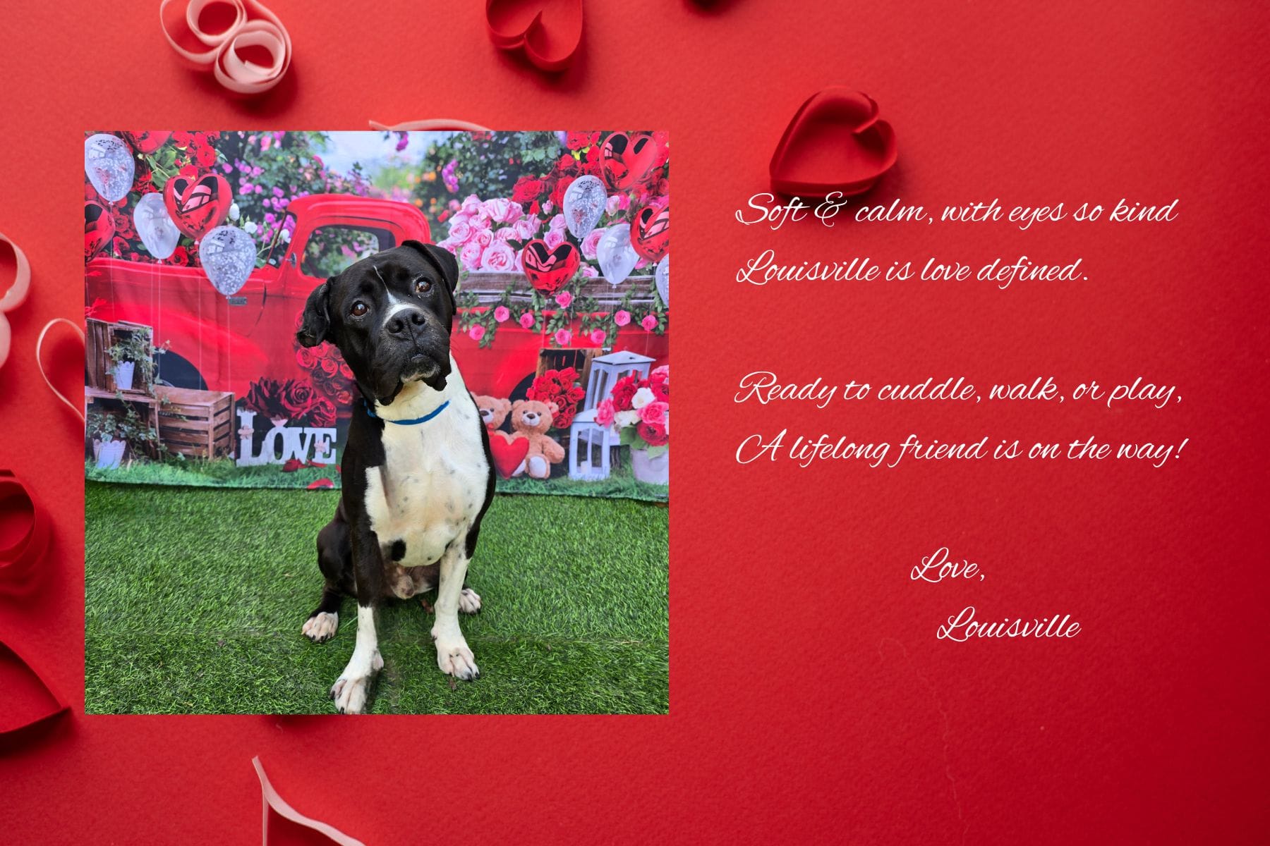 Valentine's Day card showing a black and white dog.