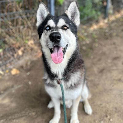 An adorable white and black dog with a green leash.