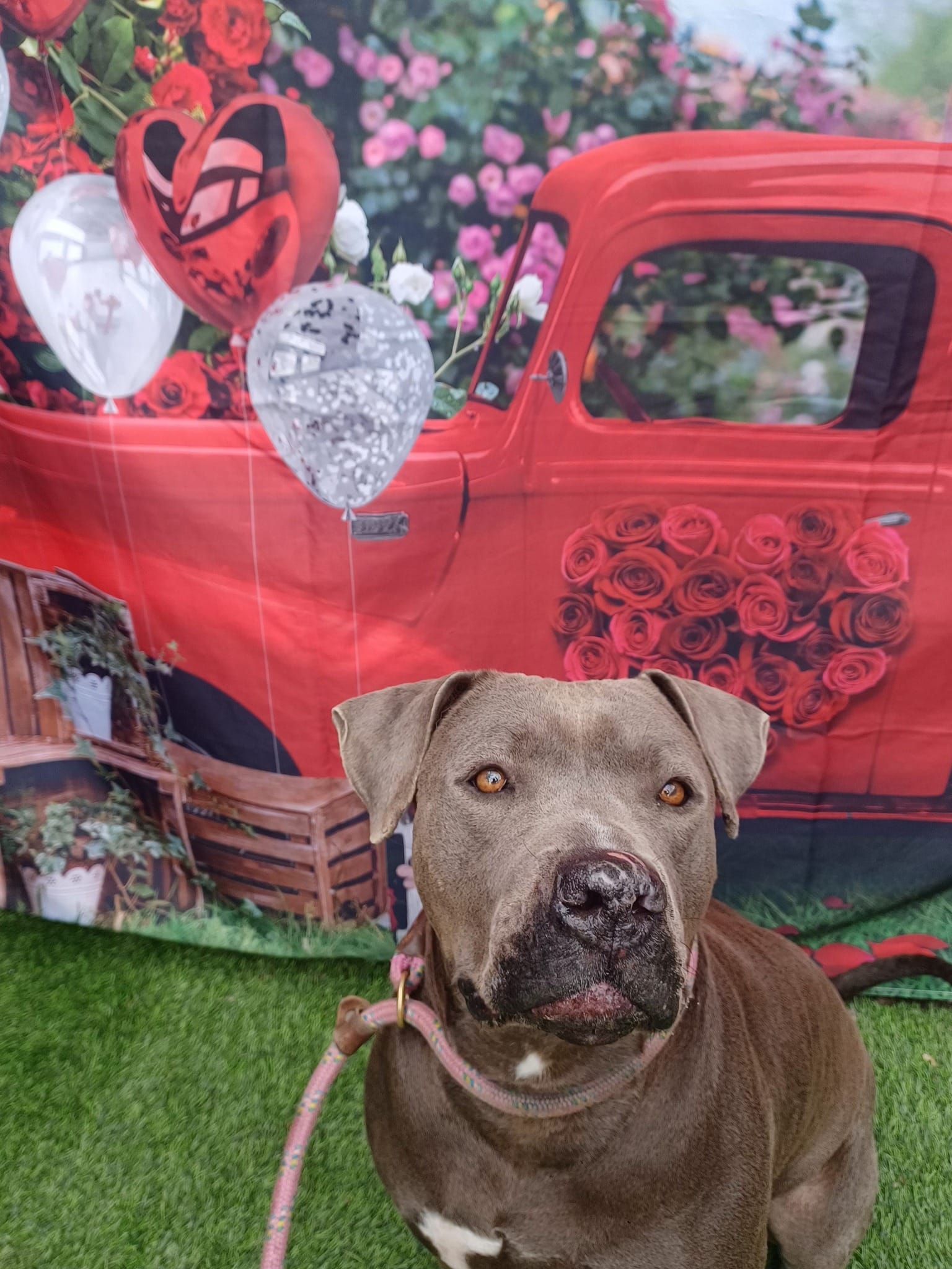 A gray dog poses in front of a vintage red truck backdrop.