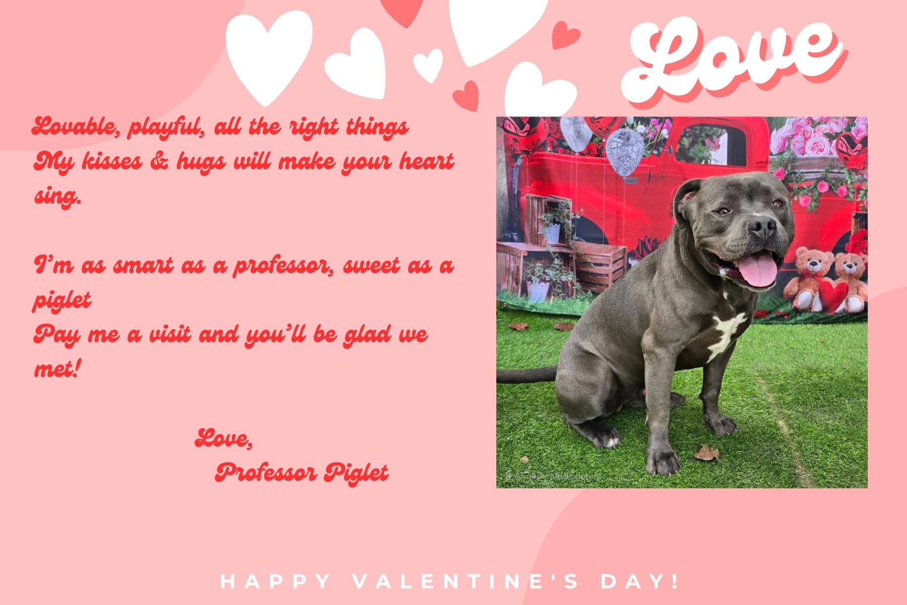 Valentine's Day card showing a gray dog.