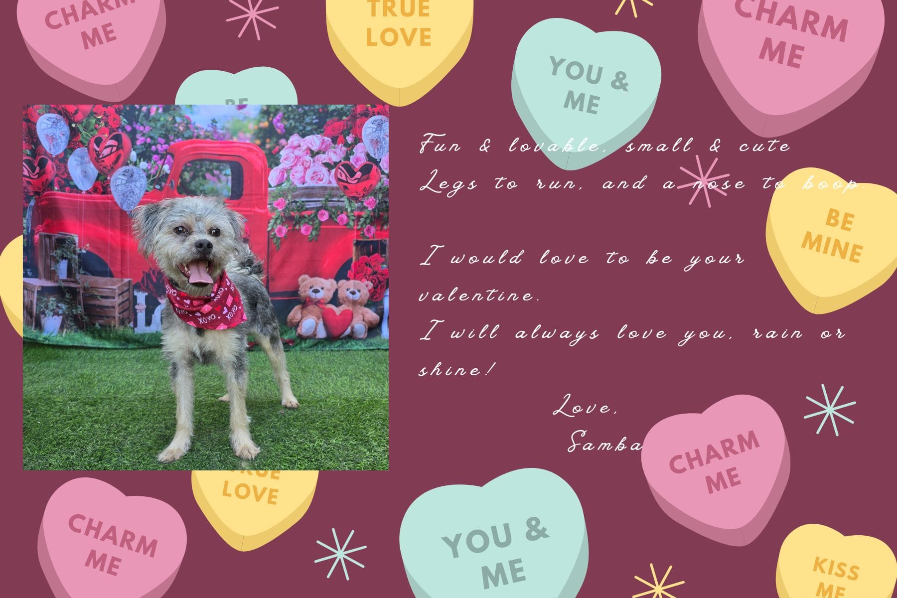 Valentine's Day card showing a small gray dog.