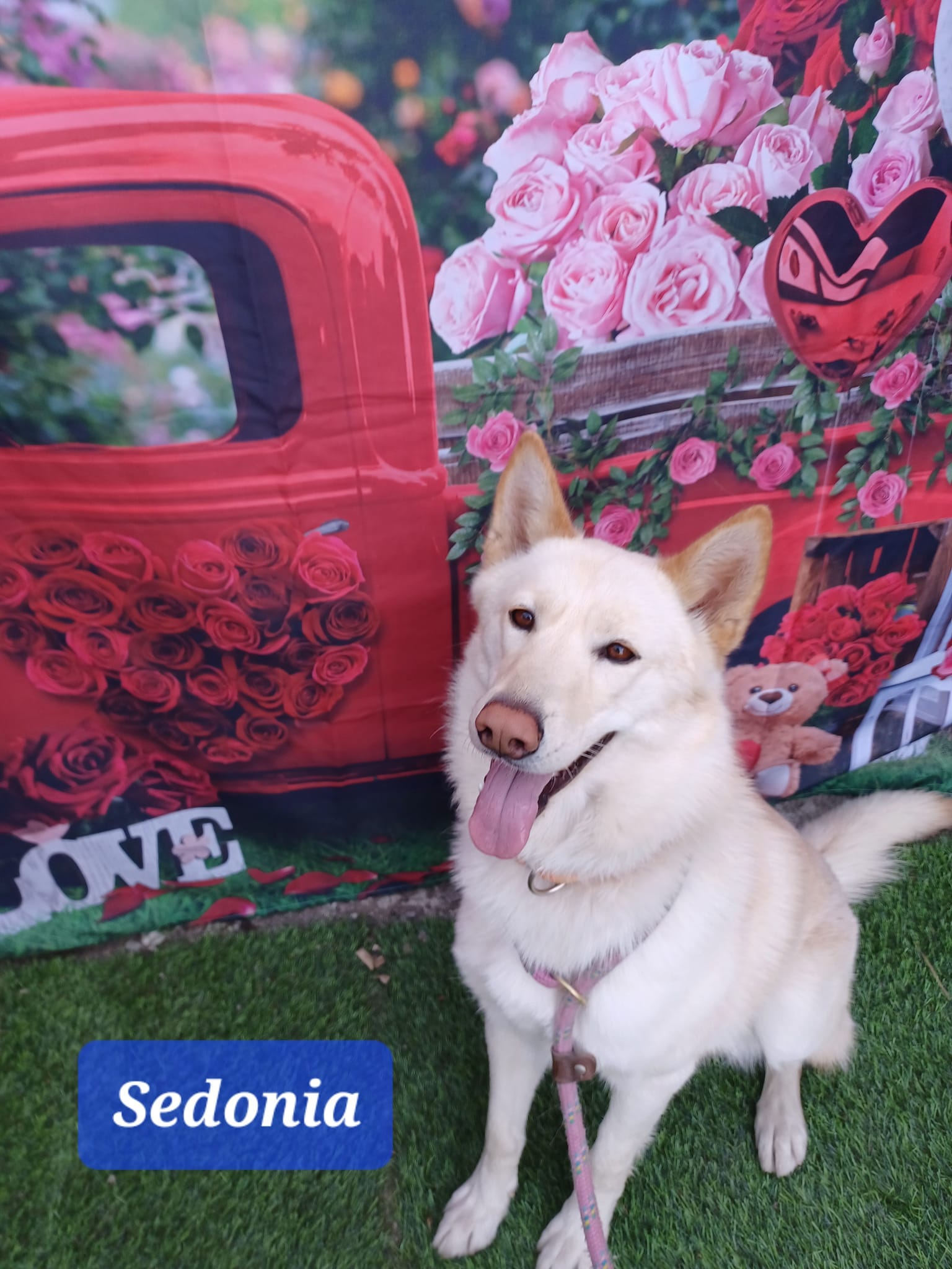 Another white dog poses in front of a vintage red truck backdrop.