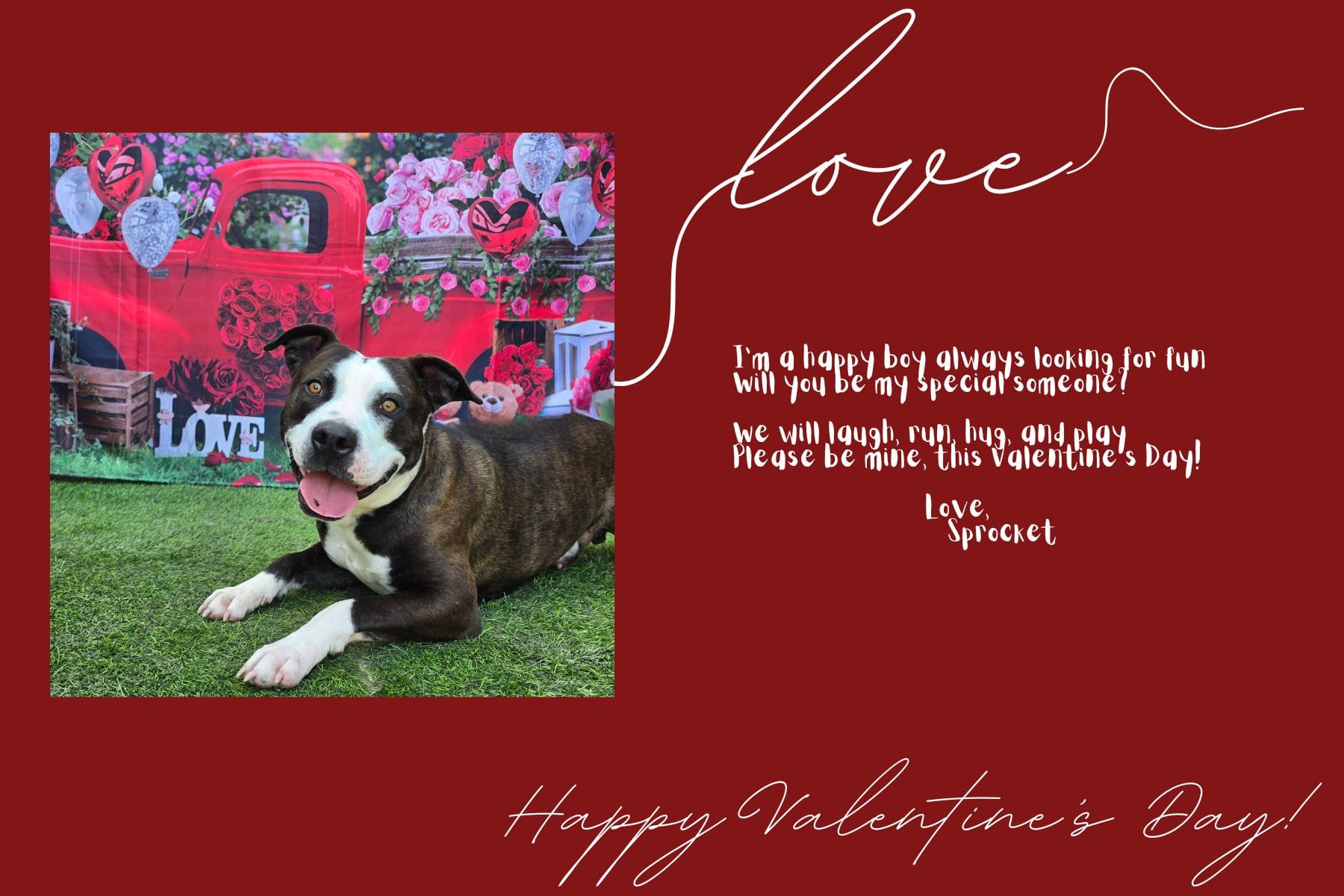 Valentine's Day card showing a dark brown and white dog.