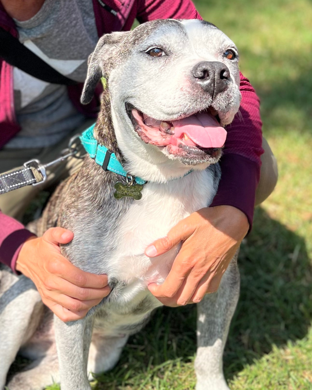 A sweet dog sits on the grass as a person wraps their arms around her.