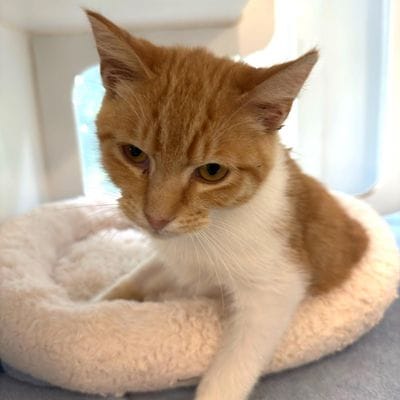 A cute orange and white kitten.