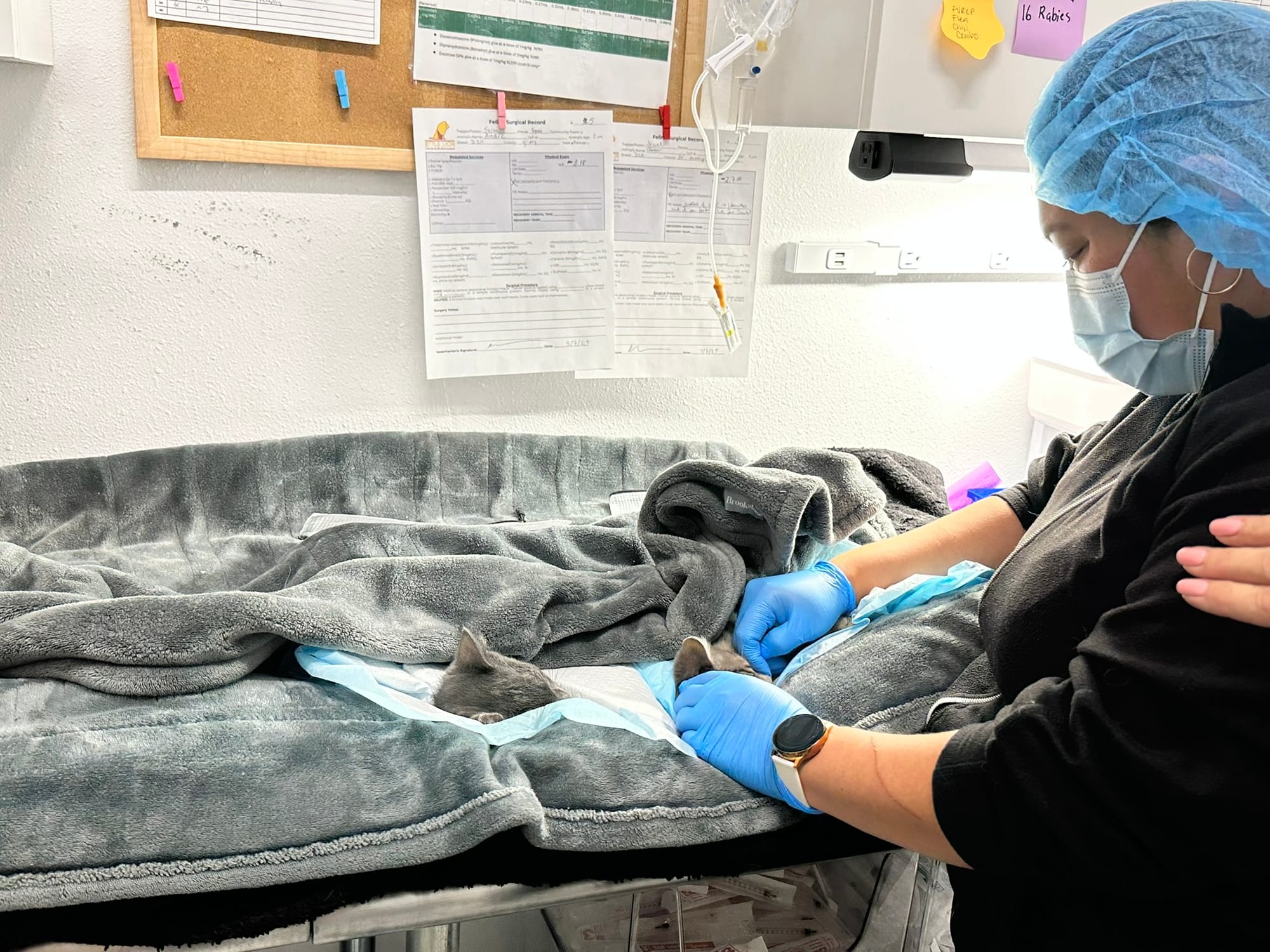 A woman in surgical gloves and mask touches a small gray kitten's head.