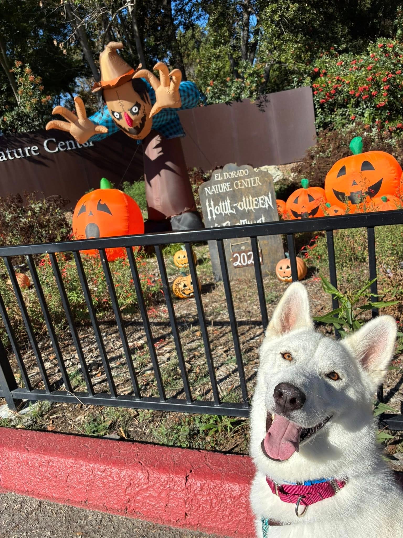 A white dog sits outside a Halloween display.