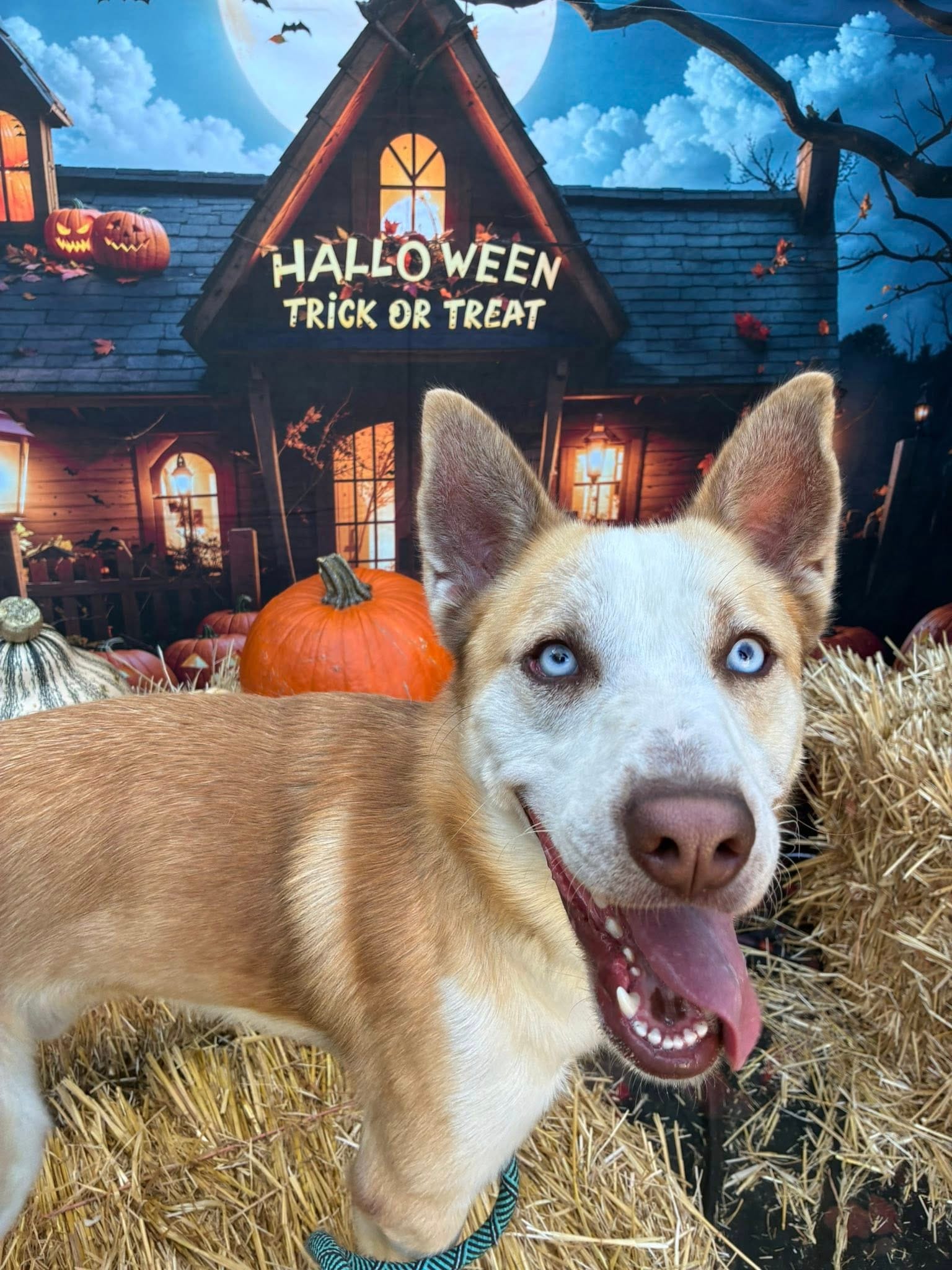 A dog with its tongue out stands on bales of hay.