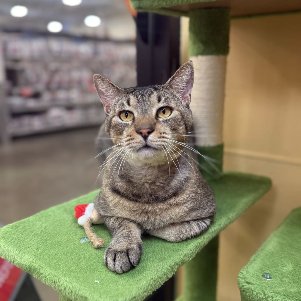 An adorable tabby cat resting on a green cat tower.