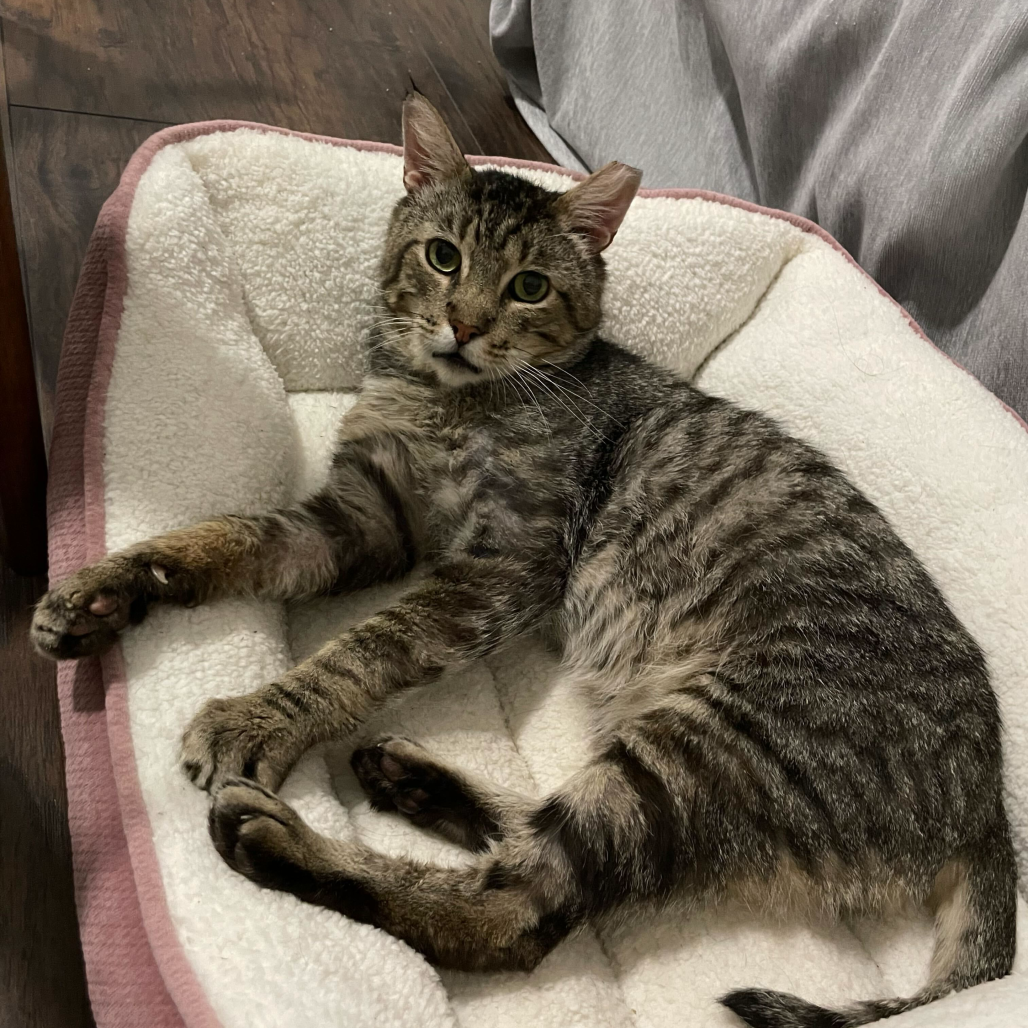 A beautiful dark gray cat resting in a comfortable bed.