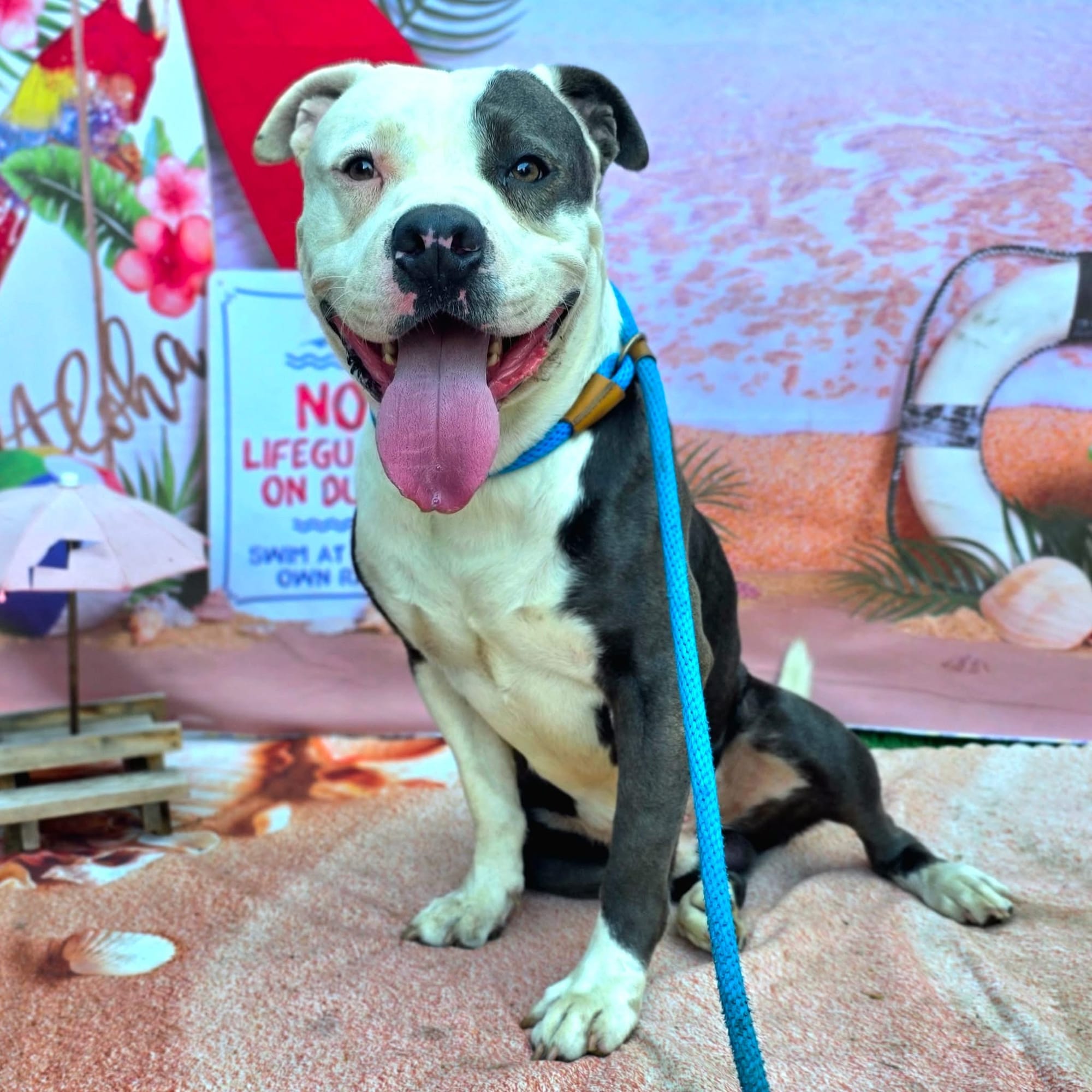 A black and white dog wearing a blue leash.