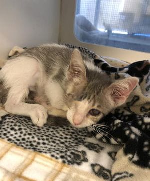 A beautiful one-eyed white and grey cat lays down to rest.