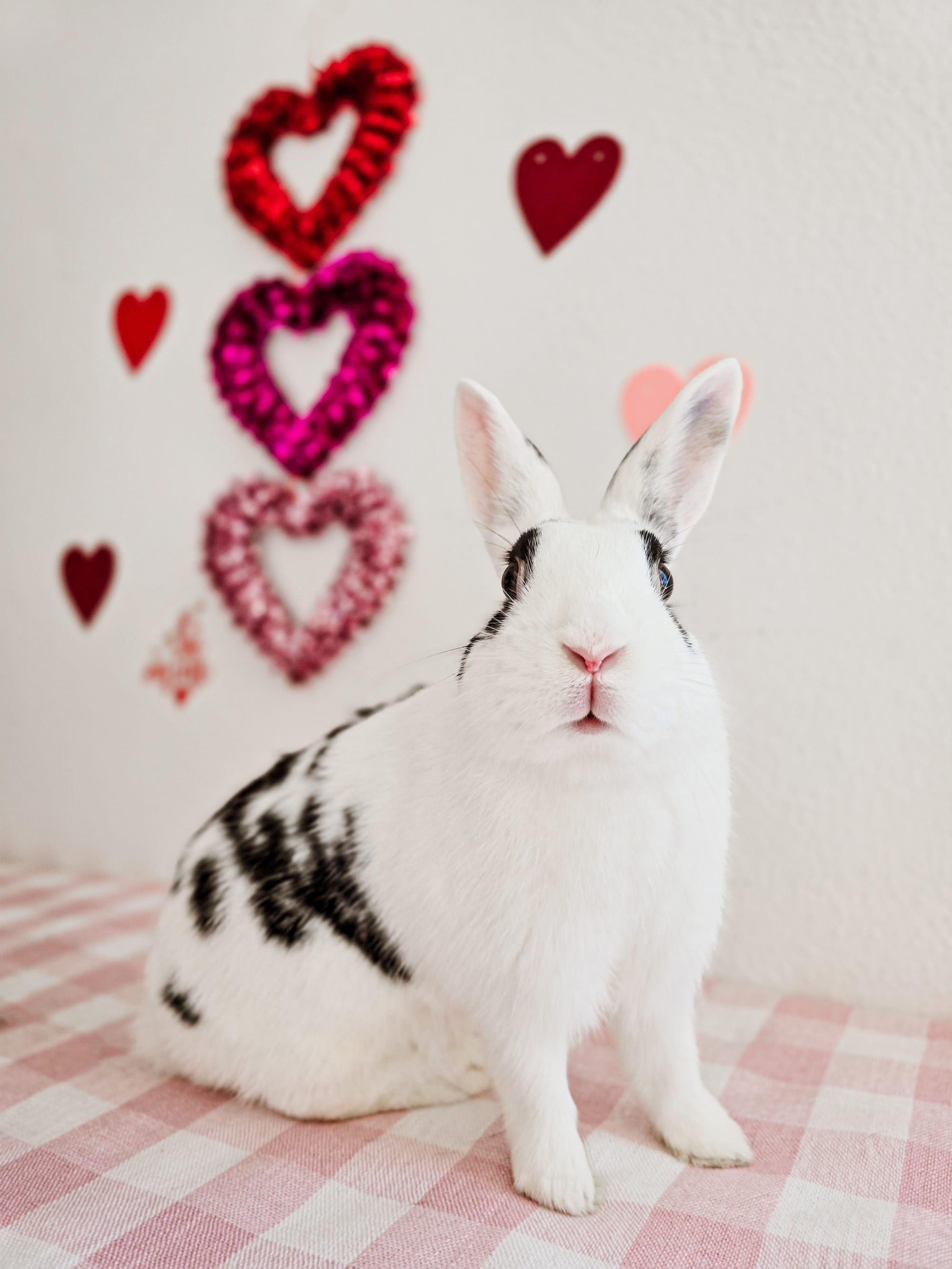 A black and white bunny rabbit sits on red and white checkerboard cloth.