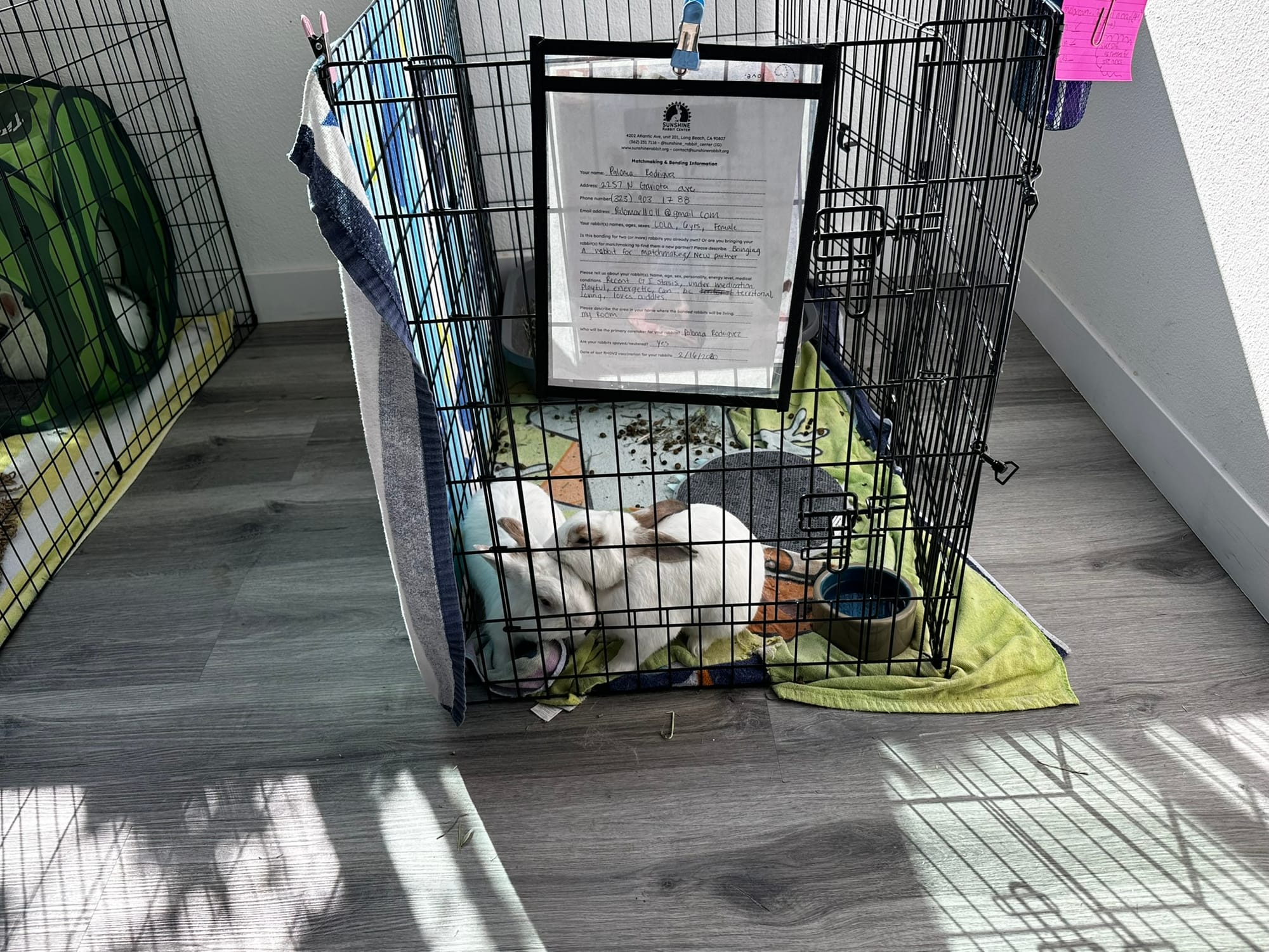 Two rabbits sit in a cage.