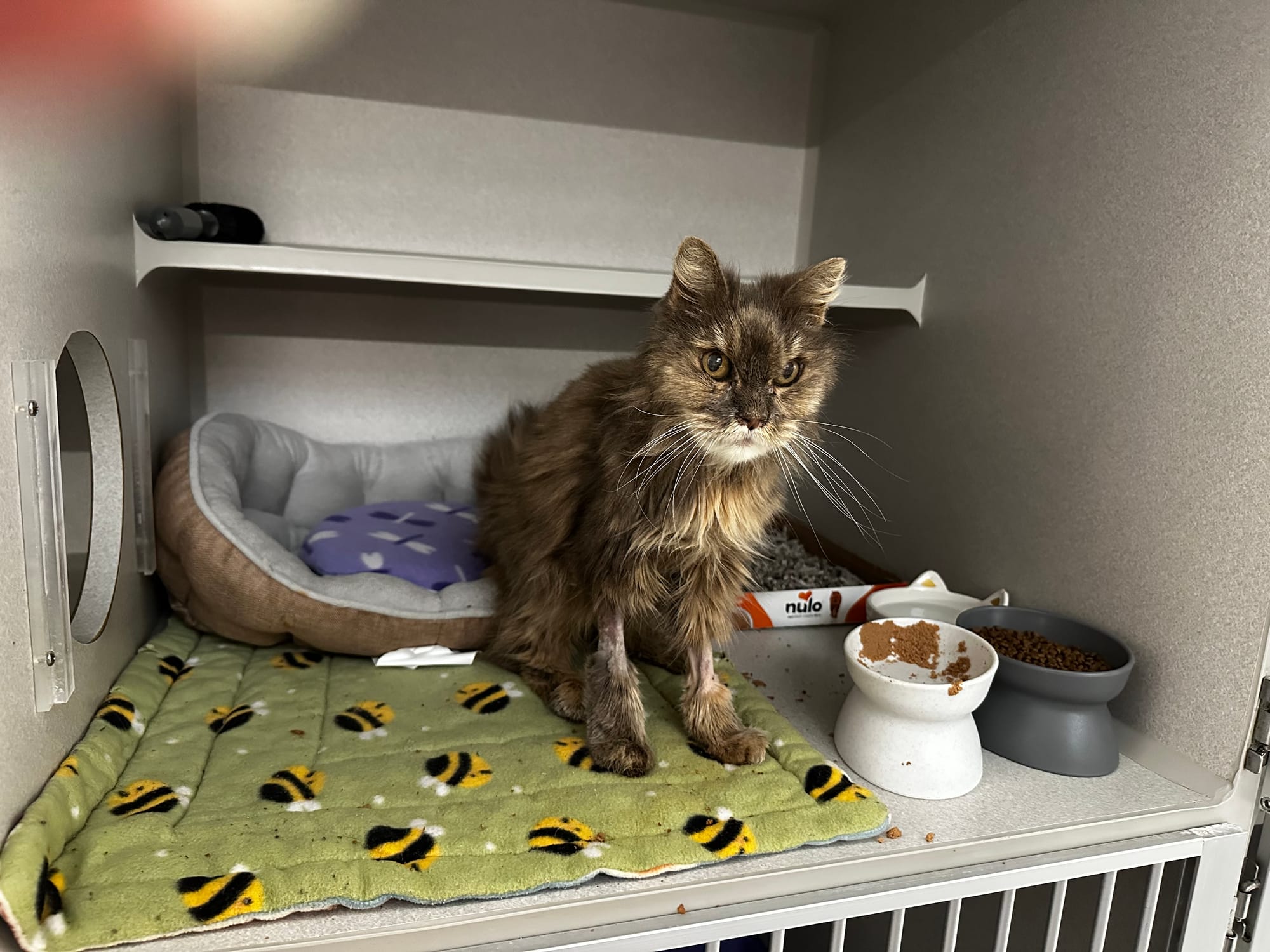 A furry brown cat sits on a green blanket.