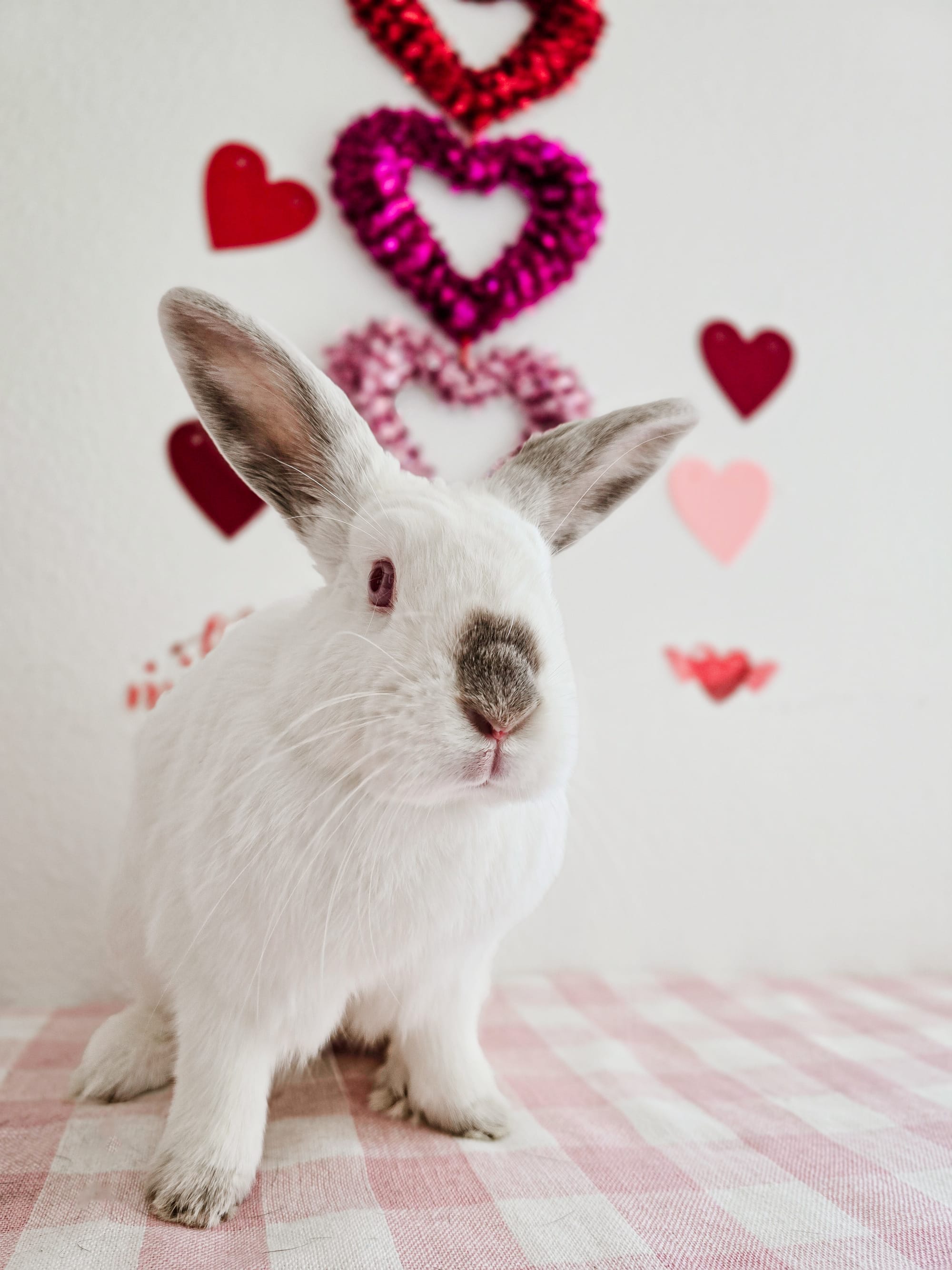 A white bunny with a black nose sits on red and white checkerboard cloth.
