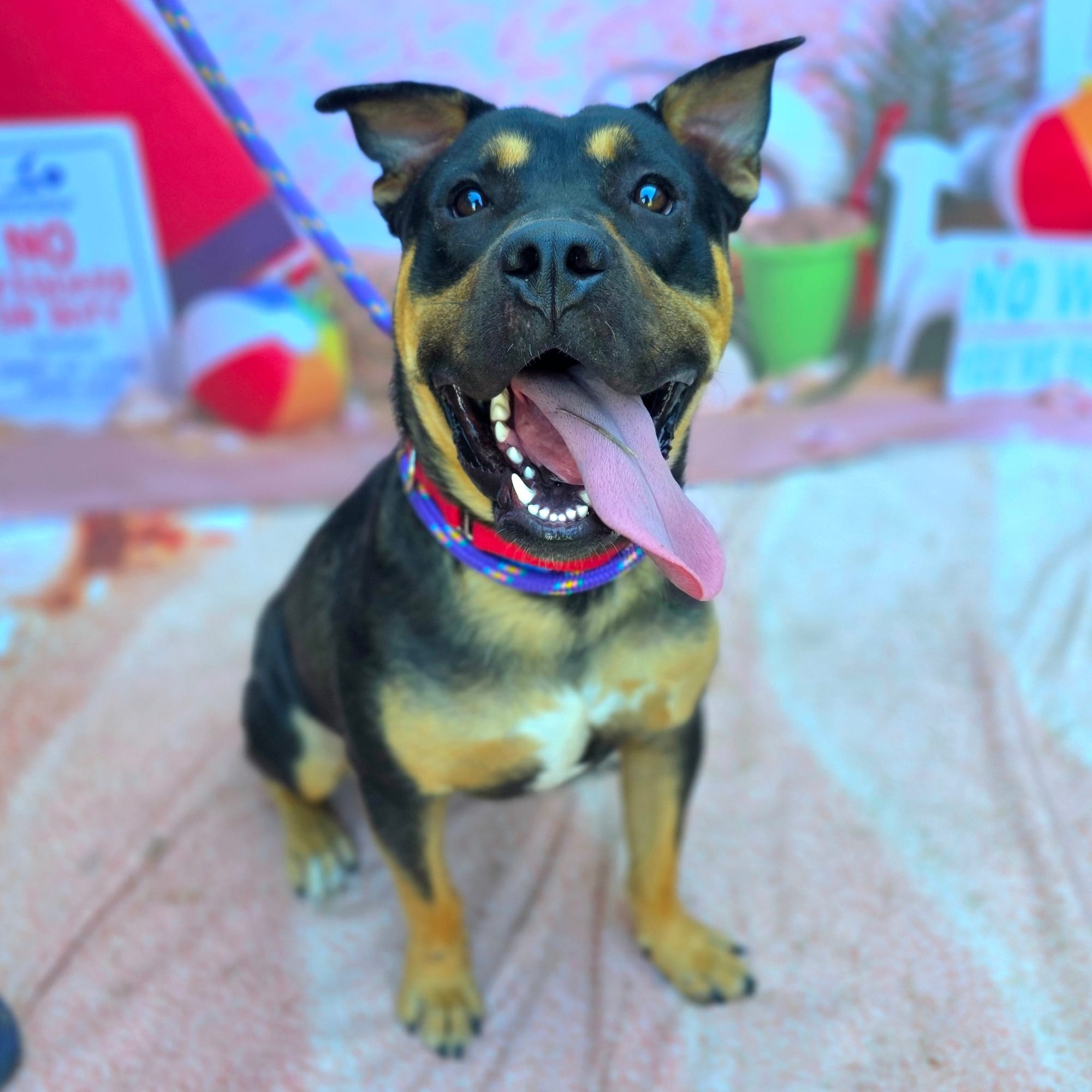 Good dog with his tongue hanging out.