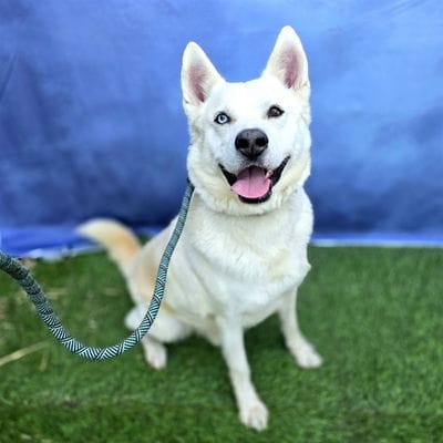 A white dog sits on artificial grass.