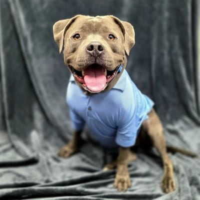 A sweat dog wearing a blue shirt.