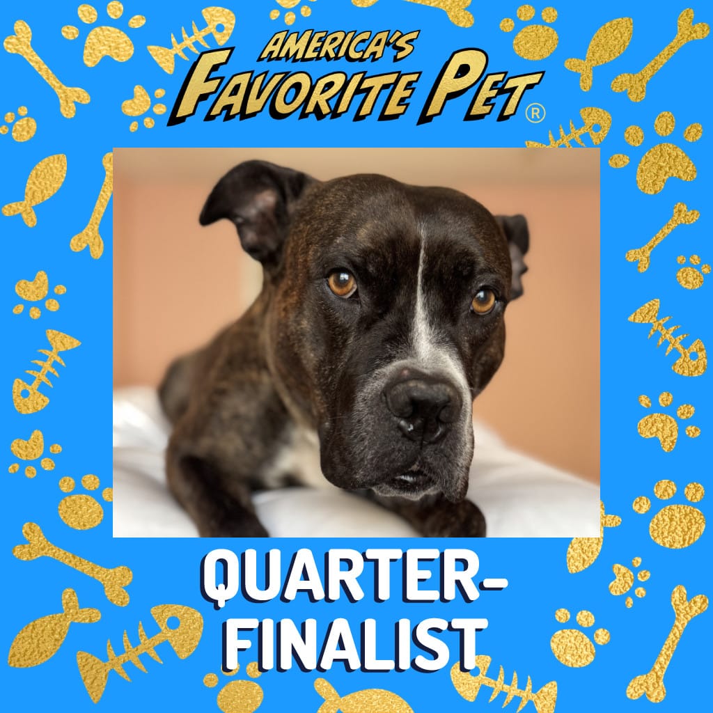 A black dog with the caption "America's Favorite Pet quarter-finalist."