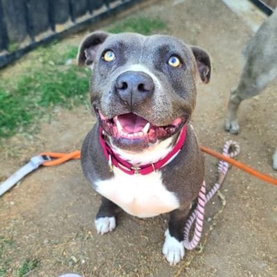 A happy gray and white dog sits on the ground.
