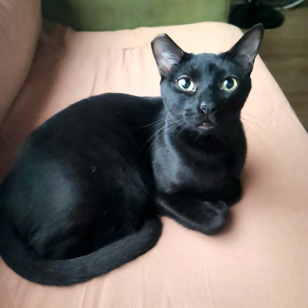 And adorable black cat with one clipped ear.