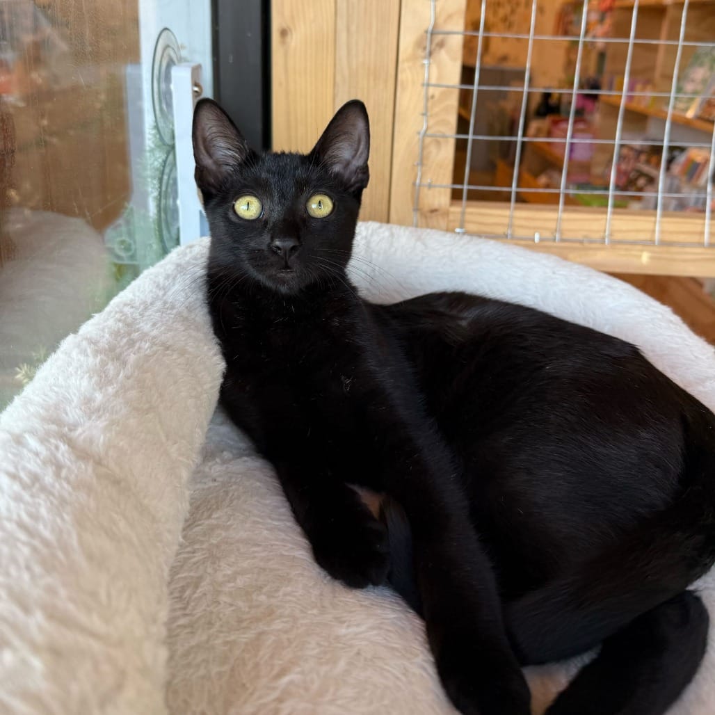 A lovely black cat curls up in a cozy white cat bed.