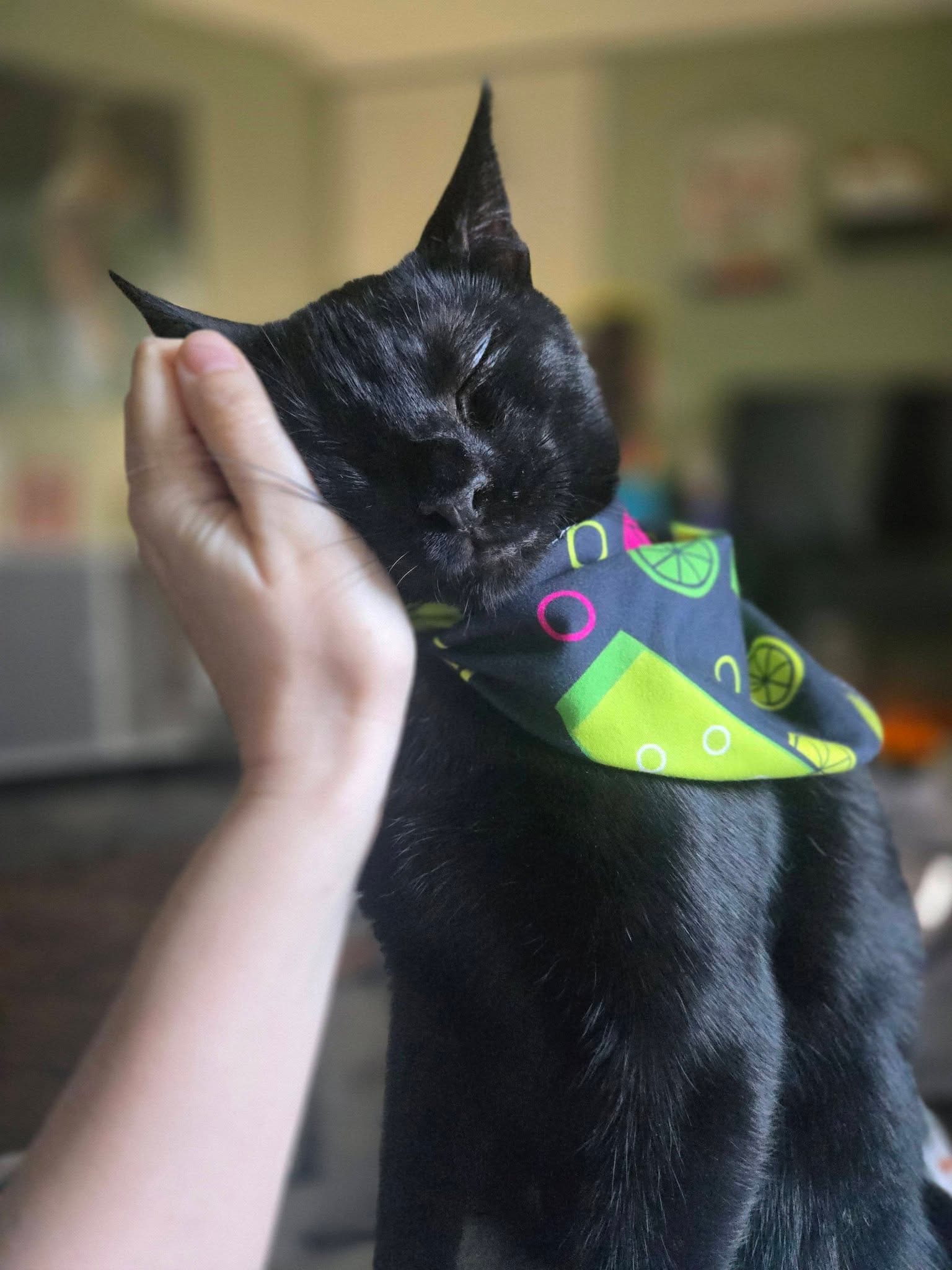 A hand cradles the head of a very sweet black cat.