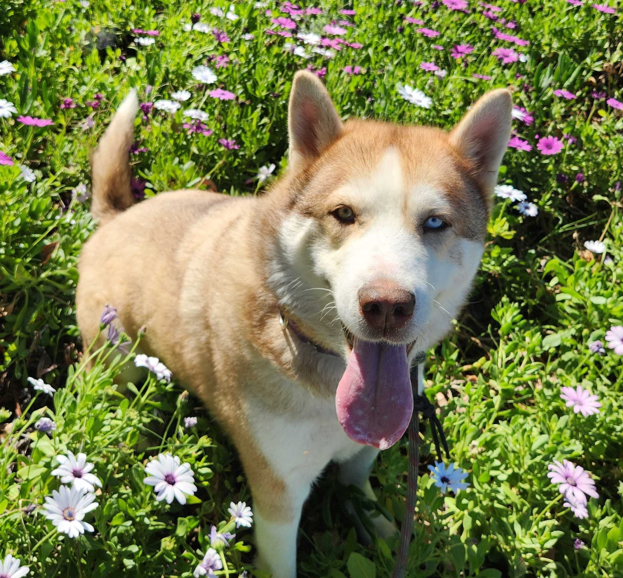 A good tan and white dog with his tongue hanging out.