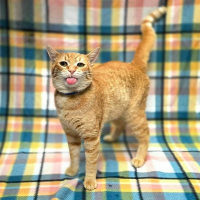 A sweet orange cat sticks out his tongue.