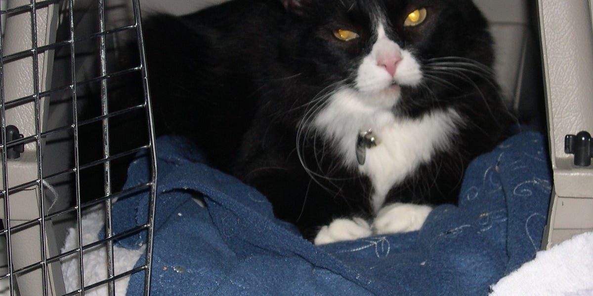 Barking Scratch One Kilo