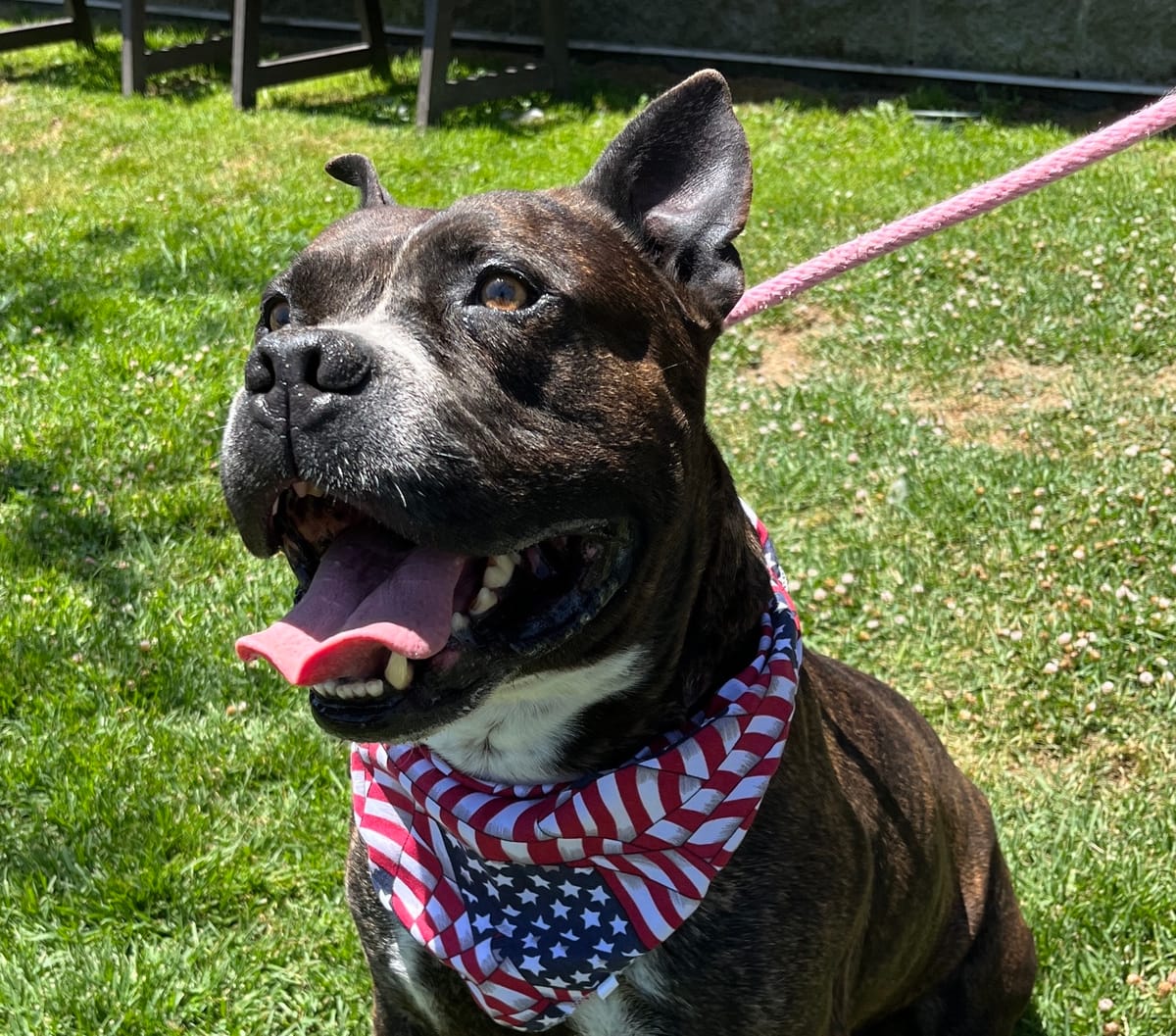 Foster a dog for 'Foster the 4th'