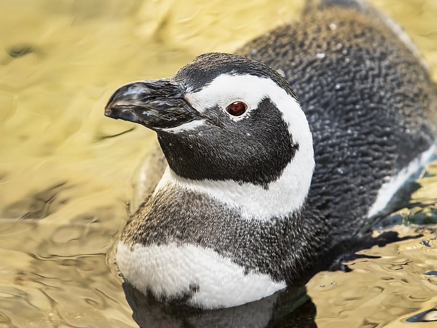 Roxy, Aquarium of the Pacific’s ‘mature and wise’ penguin, dies at 14