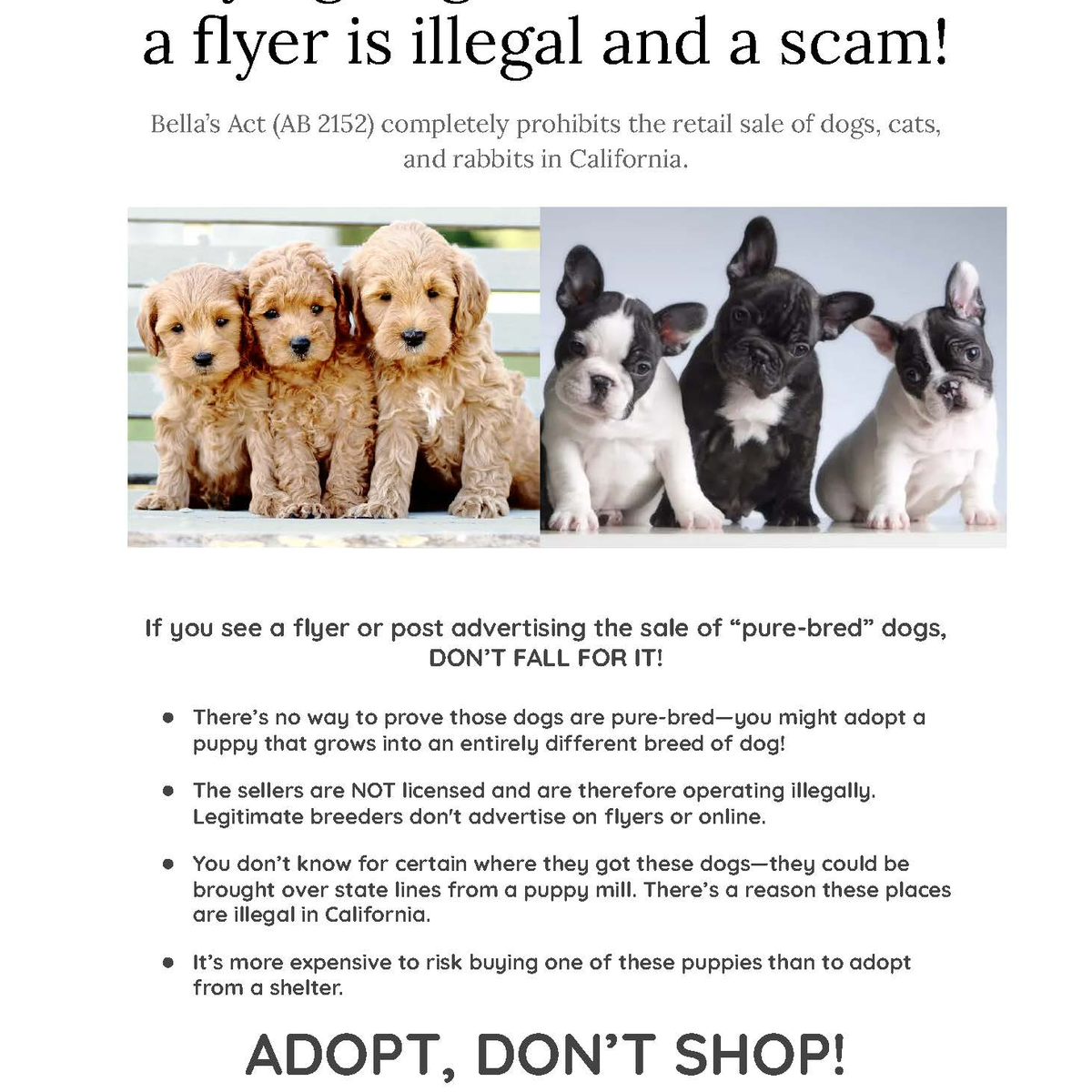 Scratch This: A deep dive into the deets of 'Adopt, don’t shop'