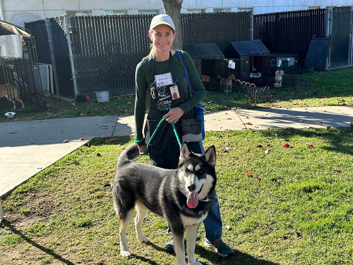 Scratch This: Out on the town with a shelter hound!