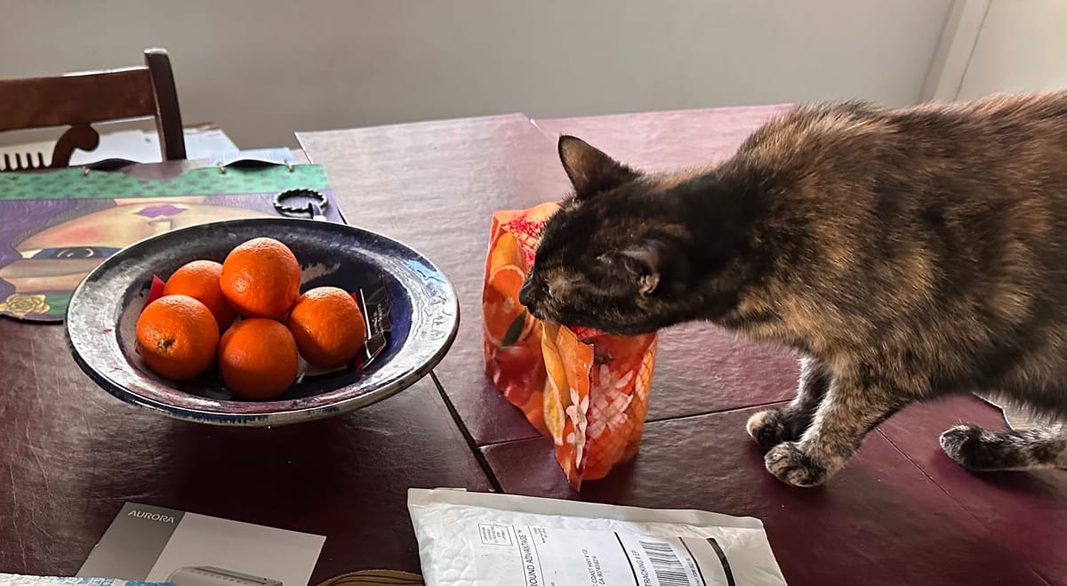 Scratch This: Pets are family, too