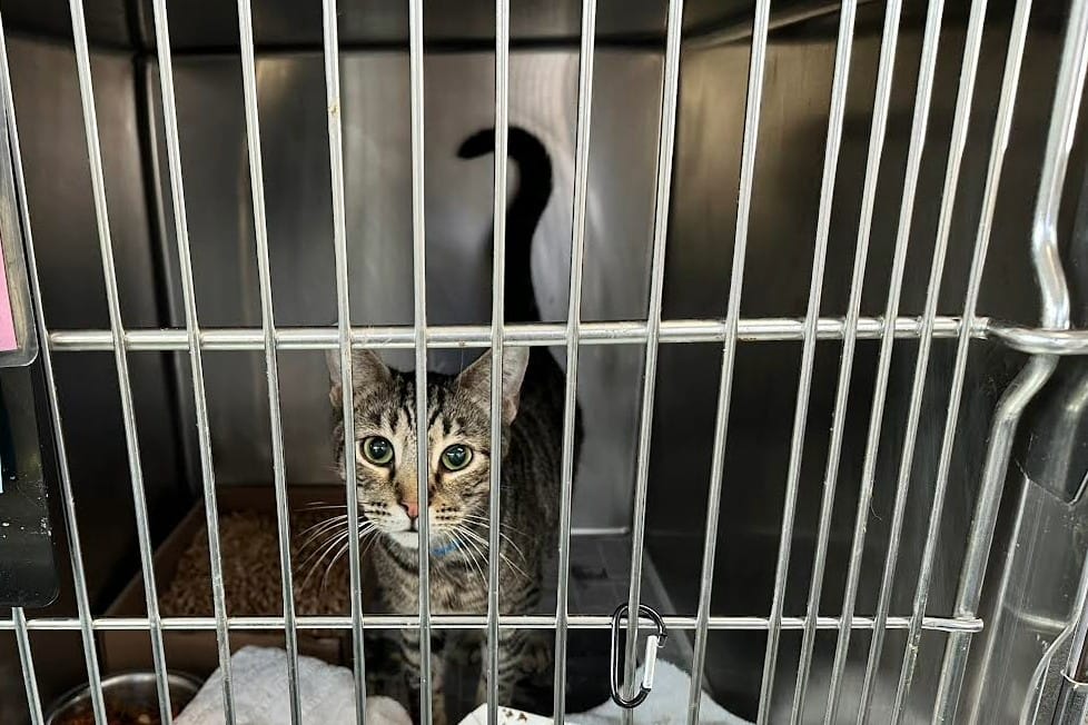 Long Beach Animal Care Services takes in 74 cats from hoarding situation