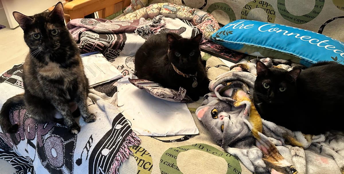 New Year’s resolutions from the pets