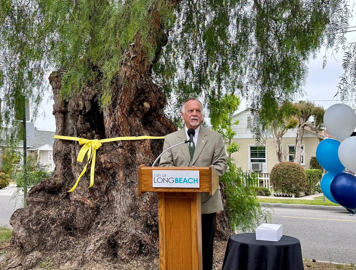 Long Beach recognizes 100-year-old tree with ties to early city development 