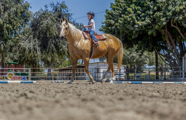 Community rallies to save ‘rare gem’ in Lakewood Equestrian Center as city officials weigh closure