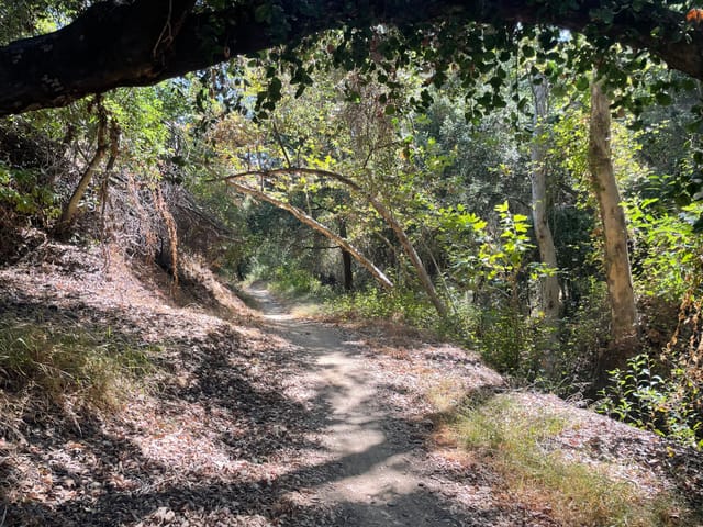 A wooded hiking trail.