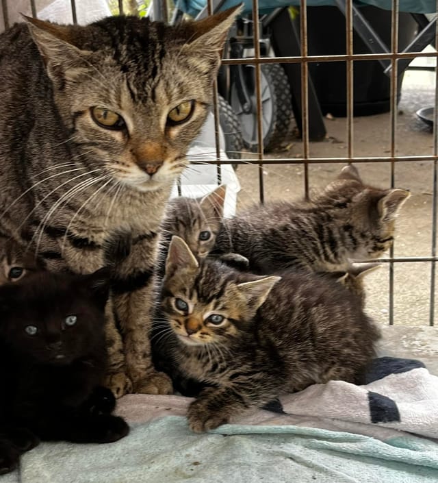 One cat and five kittens resting  on blankets in a cage.