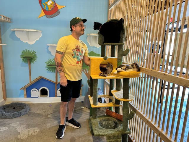 A person stands next to a cat tree with multiple cats resting on it and looking very happy.