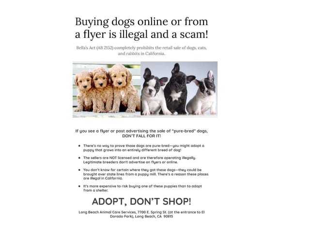 Scratch This: A deep dive into the deets of 'Adopt, don’t shop'