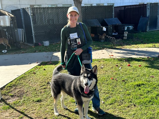 A smiling woman stands on a green lawn next to a really good black and white dog.