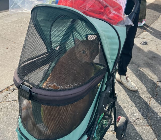 A beautiful orange cat in a green stroller specially built for cats.